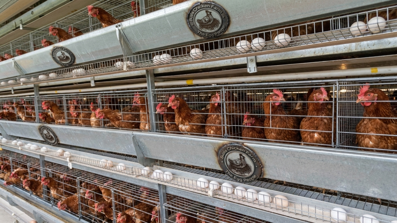 Egg Production